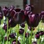 Preview: Triumph Tulpen Paul Scherer 3