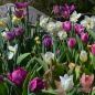 Preview: Triumph Tulpen Purple Flag 6