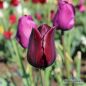 Preview: Triumph Tulpen Ronaldo 2