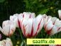 Preview: Triumph Tulpen Happy Generation 1