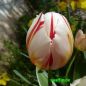 Preview: Triumph Tulpen Happy Generation 2