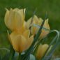 Preview: Tulipa batalinii Bright Gem