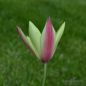 Preview: Tulipa clusiana Cynthia Damentulpe