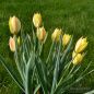 Preview: Tulipa Spezies Honky Tonk 2