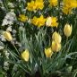 Preview: Tulipa Spezies Honky Tonk 3