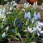 Preview: Tulipa Spezies humilis alba