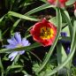 Preview: Tulipa humilis Lilliput 4