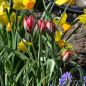 Preview: Tulipa humilis Lilliput 5