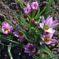 Preview: Tulipa Spezies humilis 3
