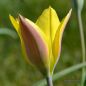 Preview: Tulipa Spezies kolpakowskiana 1
