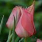 Preview: Tulipa Spezies linifolia 1 Blüte morgens