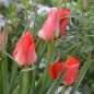 Preview: Tulipa Spezies linifolia 2