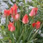 Preview: Tulipa Spezies linifolia 4