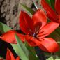 Preview: Tulipa praestans Zwanenburg Variety