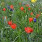 Preview: Frühjahrsbepflanzung mit Tulipa praestans Zwanenburg Var. und Muscari armeniacum