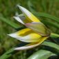 Preview: Tulipa tarda 1
