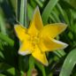 Preview: Tulipa tarda 3