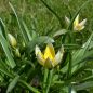 Preview: Tulipa tarda 4