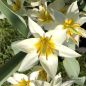 Preview: Tulpe Tulipa turkestanica 1