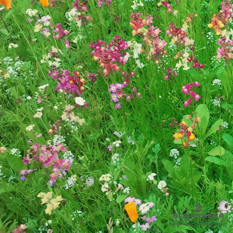 Blumenmischungen Bodendecker
