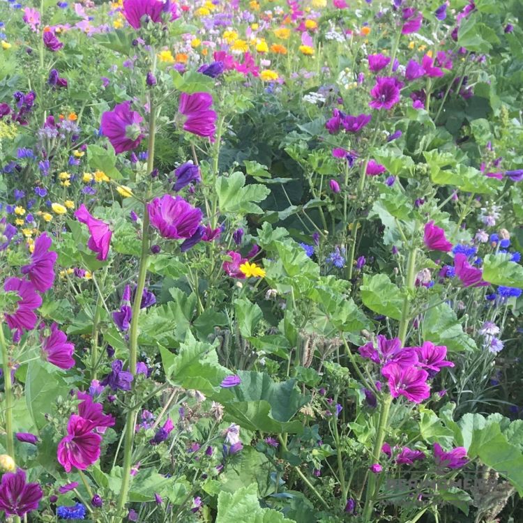 Blumenwiese Falterfreude 2