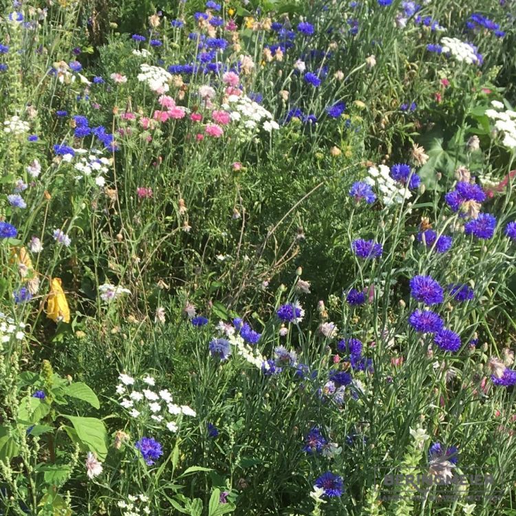 Blumenwiese Franziskus 2