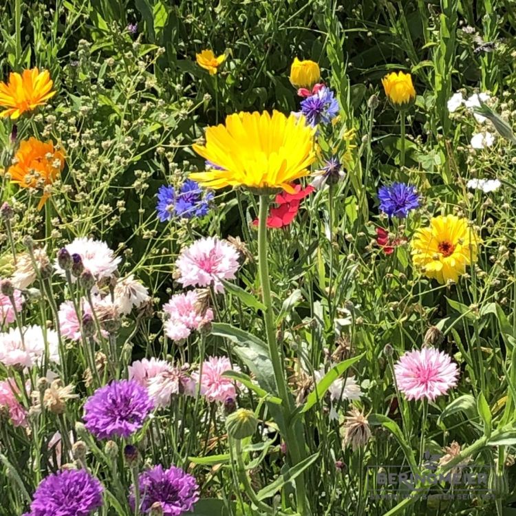 Blumenwiese Blühender Gartenzaun