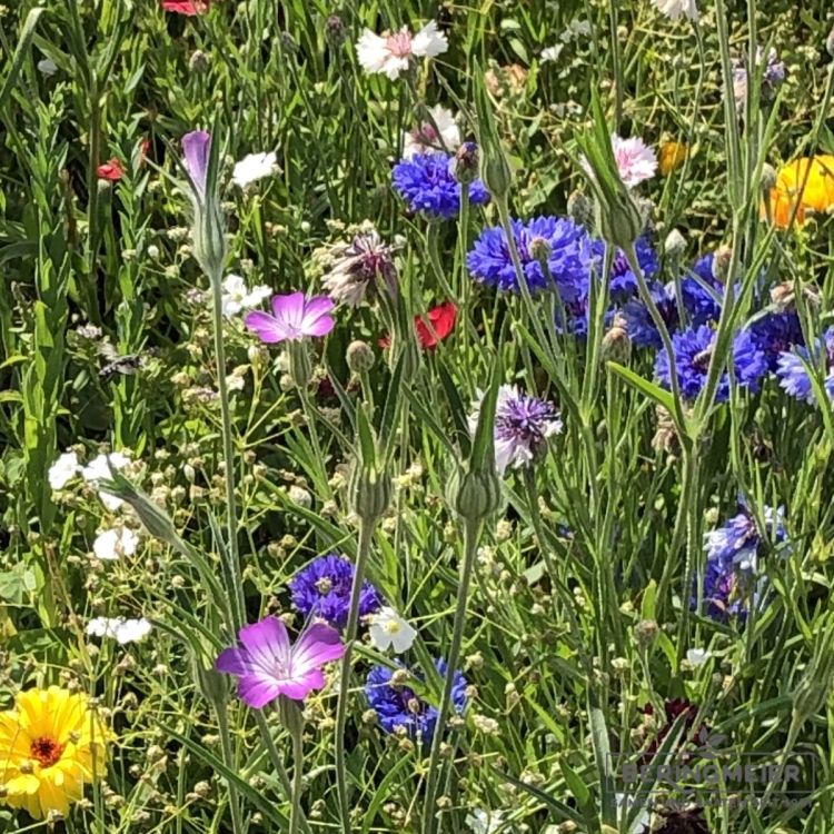 Blumenwiese Blühender Gartenzaun