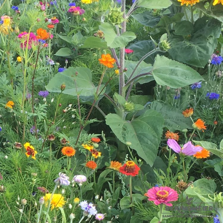 Blumenwiese Blühende Hecke 1