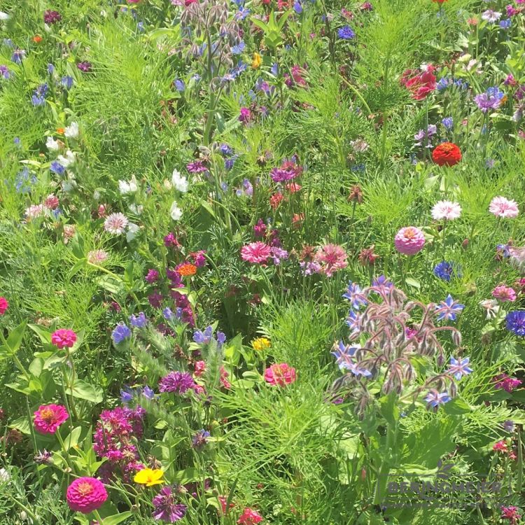 Bienenweide -  LaFleur Miel