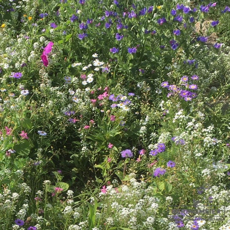 Blumenwiese LaFleur petit 2