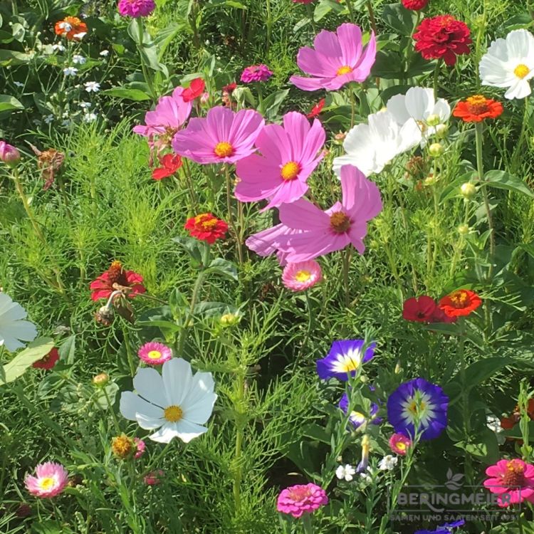 Blumenwiese Pastell 2