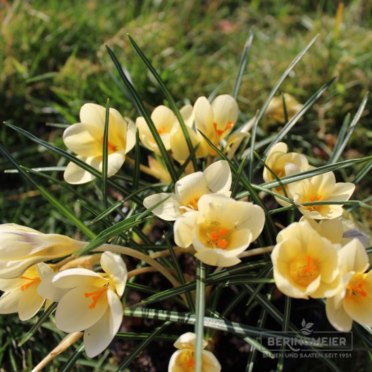 Crocus Botanische frühjahrsblühende Prachtmischung