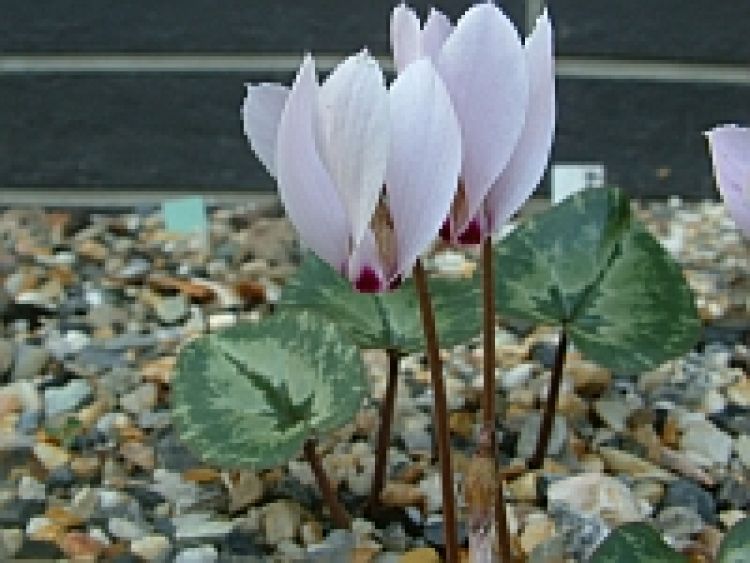 Cyclamen cilicicum (herbstblühend) Anatolien-Alpenveilchen