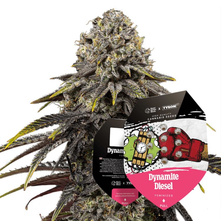 Dynamite Diesel Cannabis Saatgut