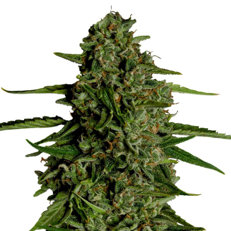 Medusa F1-Hybrid autoflowering Royal Queen Seeds