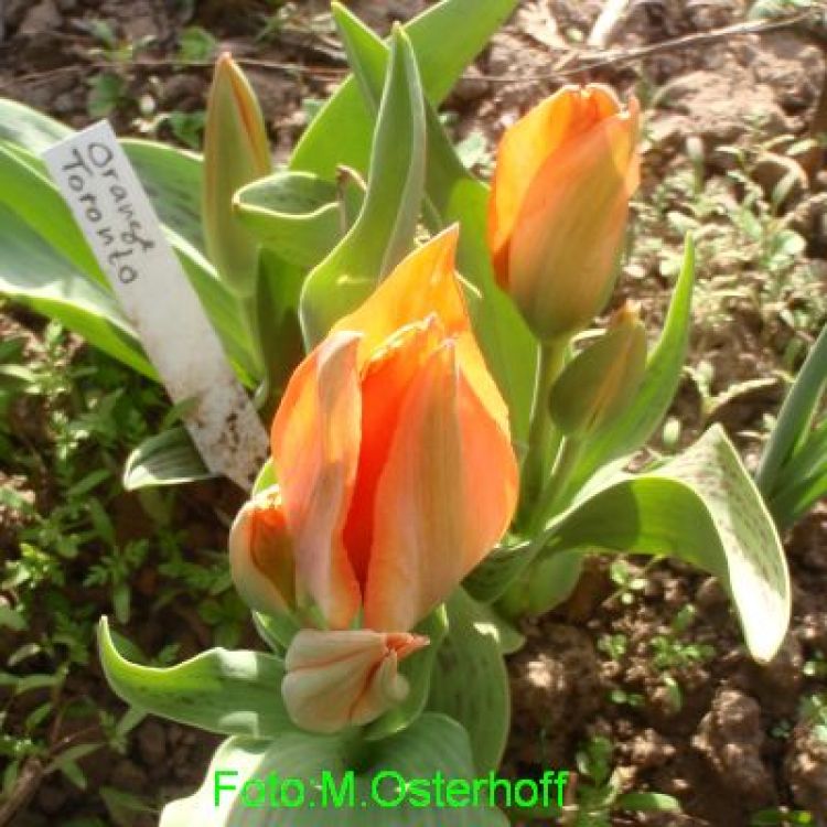 Greigii Tulpen Orange Toronto 4
