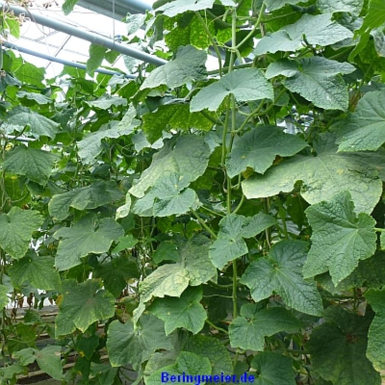 Salatgurken Cumlaude F1 - Treibgurken