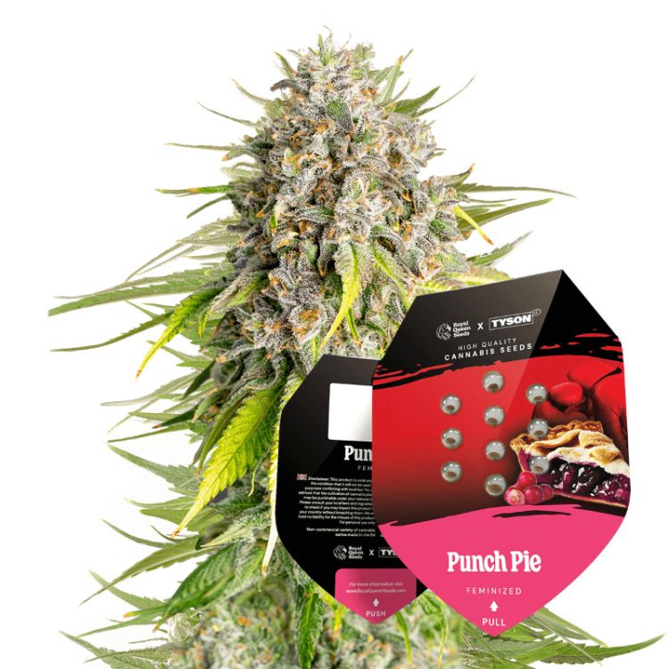 Punch Pie Cannabis Saatgut