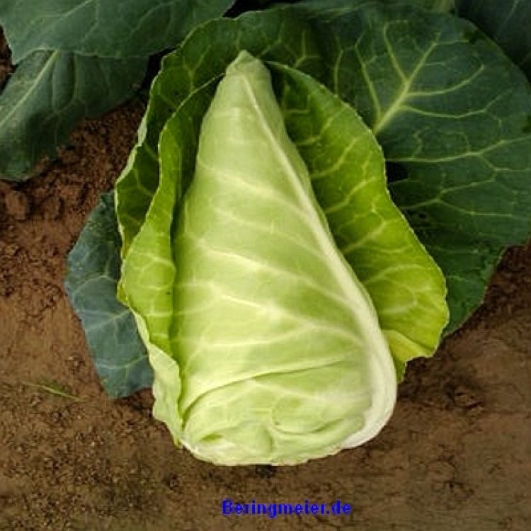 Spitzkohl Cape Horn F1