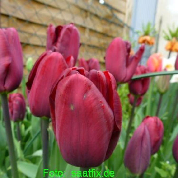 Triumph Tulpen Jan Reus 3
