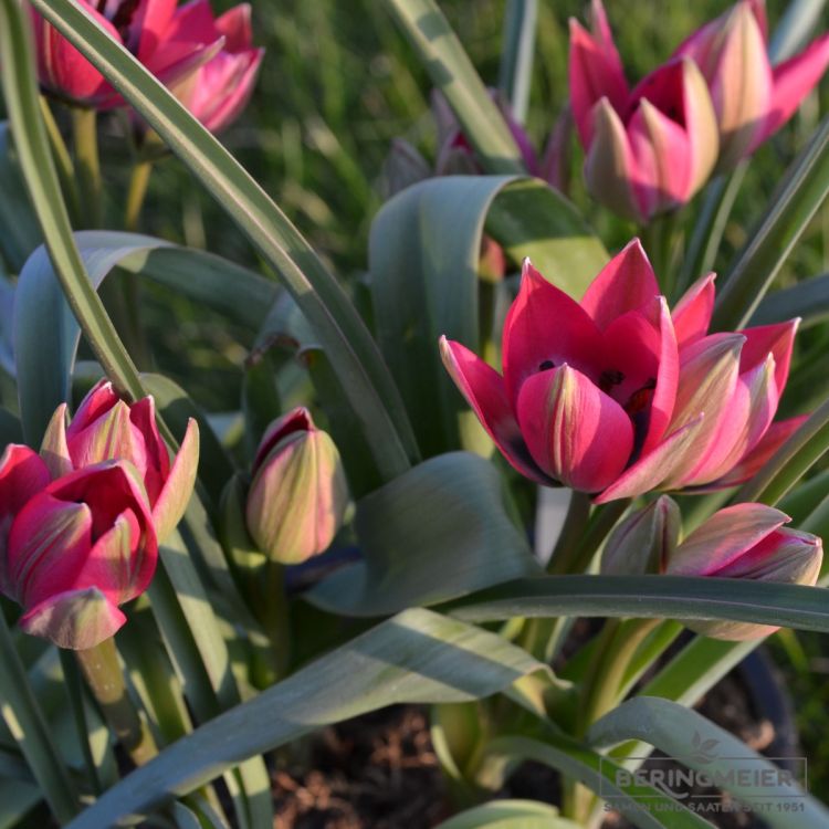 Miniaturtulpen Mischung Steingaraten 5
