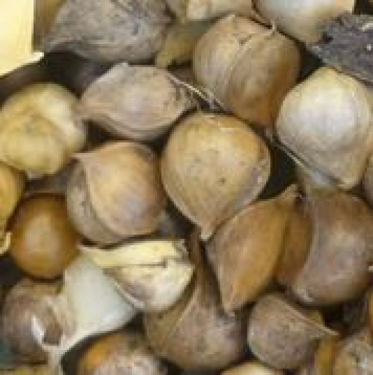 Allium ampeloprasum - Elefantenknoblauch
