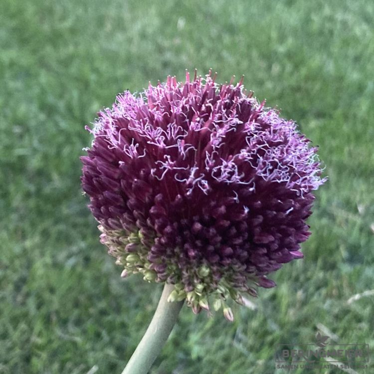 Allium Forelock 1