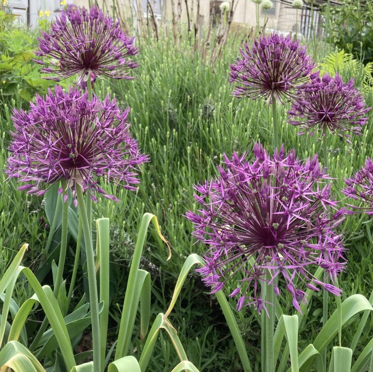 Allium Purple Rain