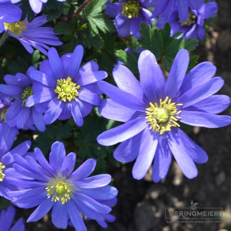 Anemone nemorosa, blanda und coronaria | Saatfix Blumenzwiebel Shop