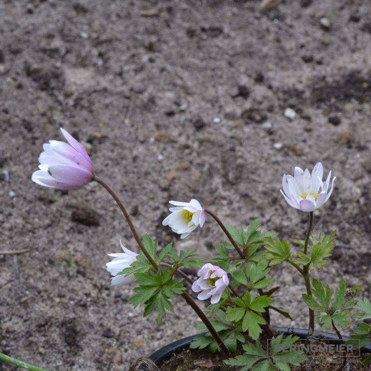 Anemonen blanda Pink Star