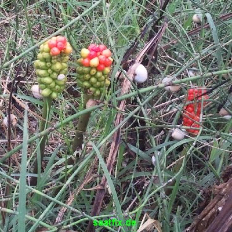 Arum Aronstab italicum 2