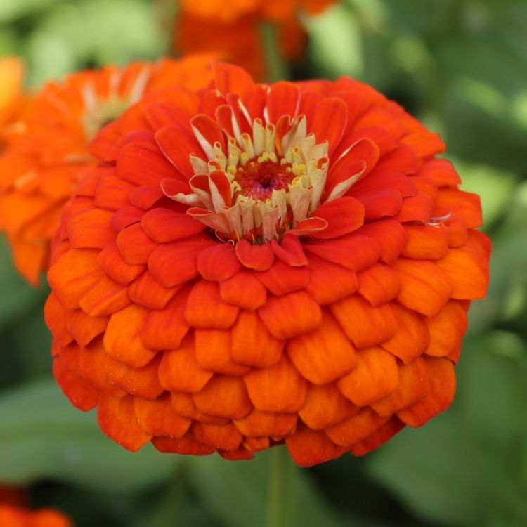 Zinnien Benarys Giant orange