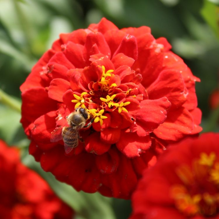 Zinnien Benarys Riesen rot